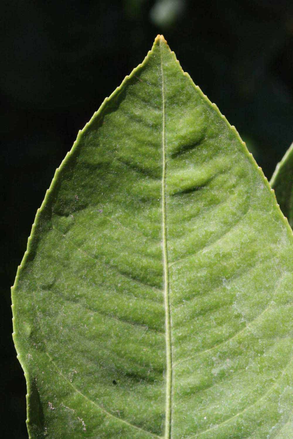              Margin (Riverside, CA)       